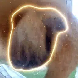 PNUTS / SOL