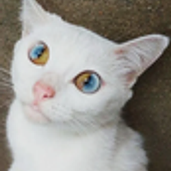 CHROMECAT