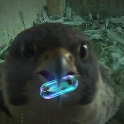 FEATHERPILL