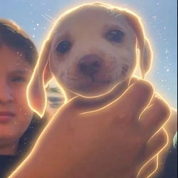 SmirkDog / SOL