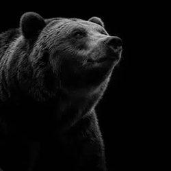BEAR / SOL