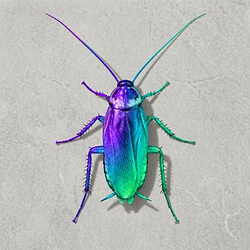 SCOCKROACH