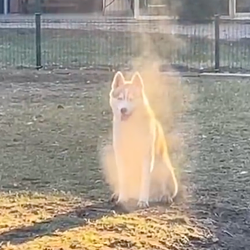 auradog