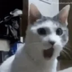 wowcat