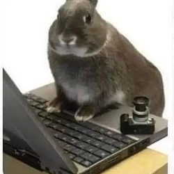 bnuy