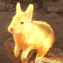 VISCACHA / SOL