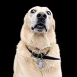 RUFUS