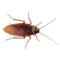 ROACHY
