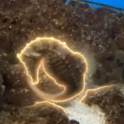 SEAHORSE / SOL