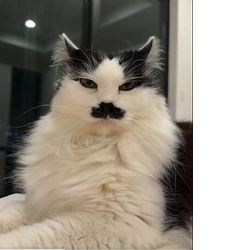 Kitler