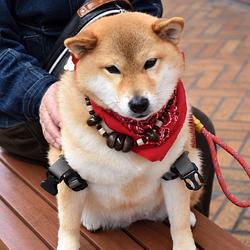 Shinjo