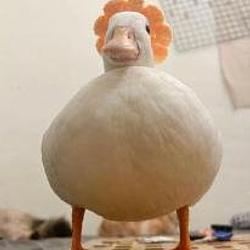 duck