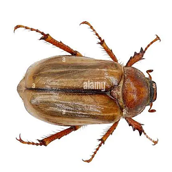 alam