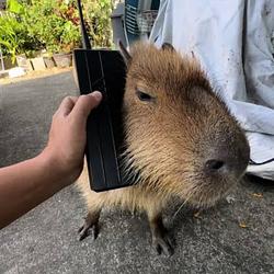 capybara