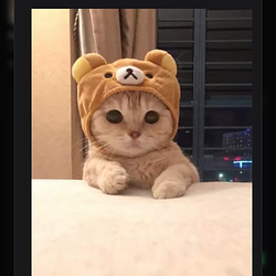 Kitty