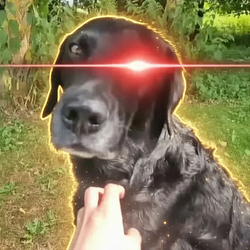 SOYDOG / SOL