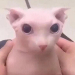 BINGUS / SOL