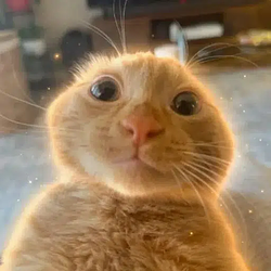 Simba / SOL
