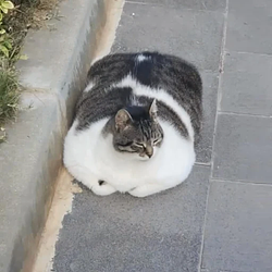 loafcat