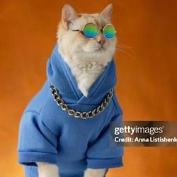 CAT FUNK
