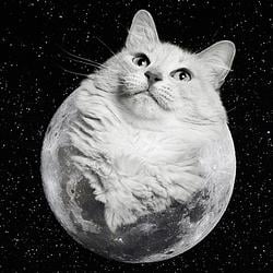 mooncat