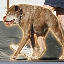 QUASIMODO