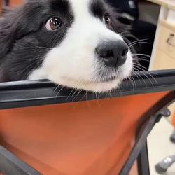 CHAIRCOLL