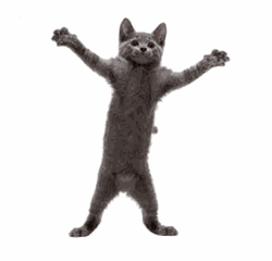 Catnip
