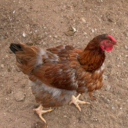 Ginger
