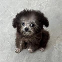 Perrito