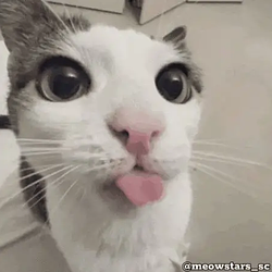 fomocat