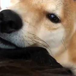 TSUKI