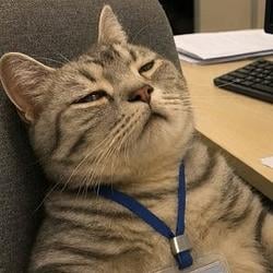 EMPLOYEECAT / BNB