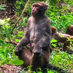 CHILLMONKEY / BNB