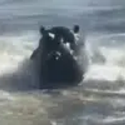 HIPPO / SOL