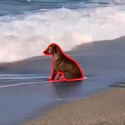 ODOG