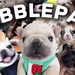 PIBBLE / SOL