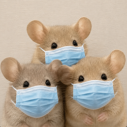 RATPARTY