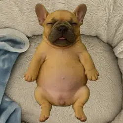 Scrappy