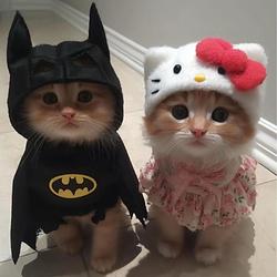 pussyween