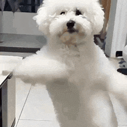 DOGGY