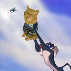 MEOW