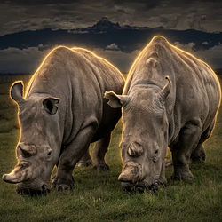 Rhinos / SOL