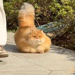 fluffy