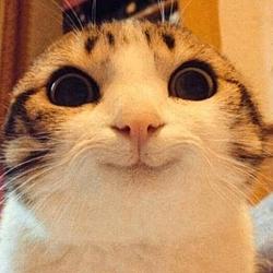 TSTCAT