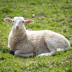 $SHEEP / SOL