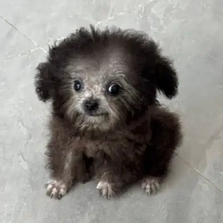 perrito