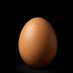 EGG