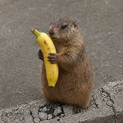 bananahog