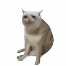 CASHCAT / SOL